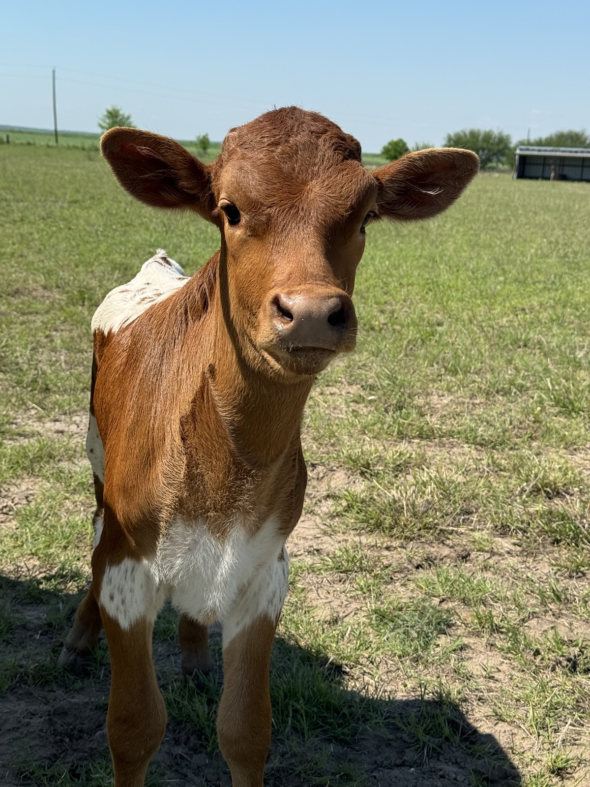 Falken Farms Resident